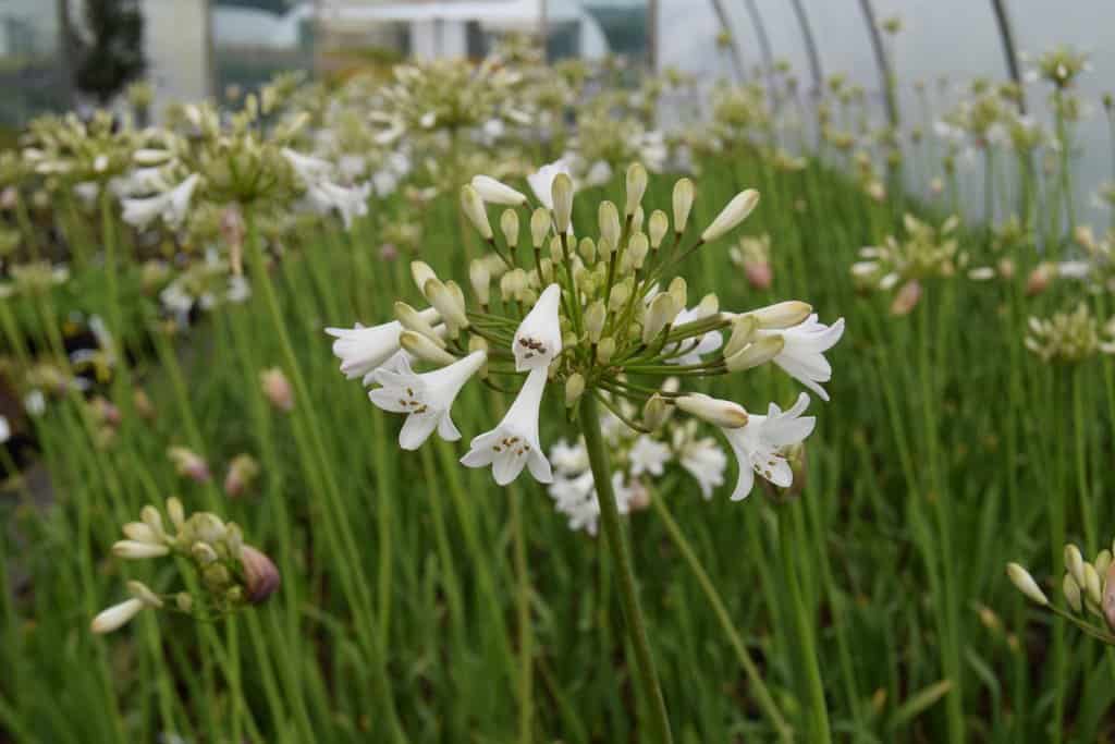 Agapanthus campanulatus 'Albus' ---